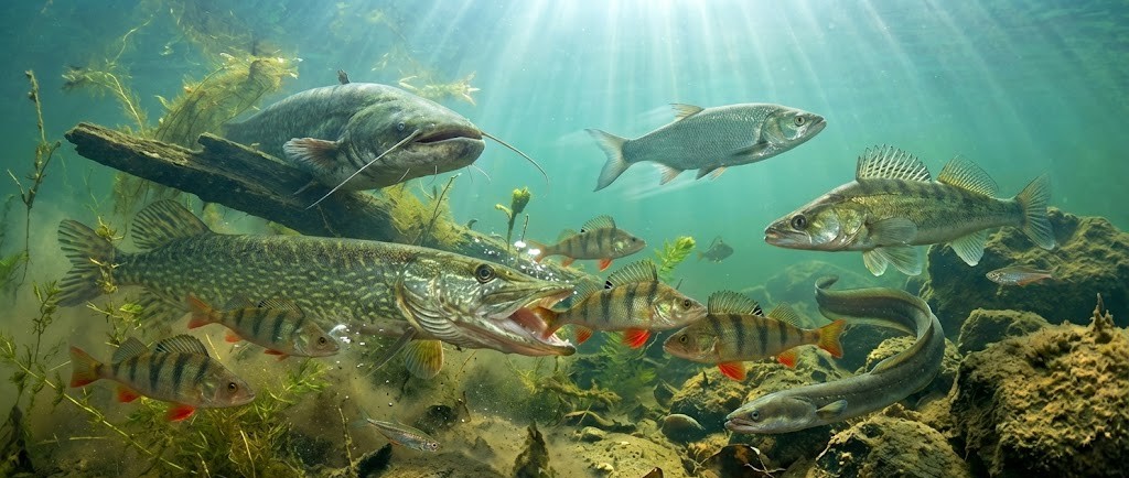 Wędkarska prognoza brań - inteligentny algorytm łowiska